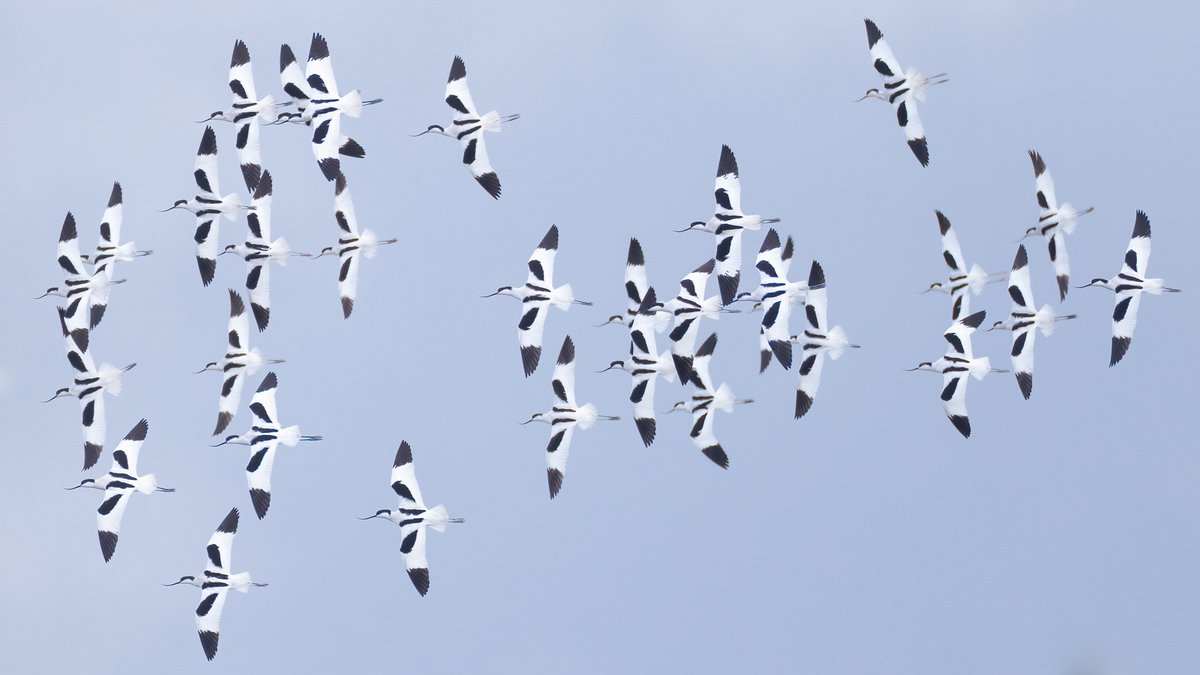 Mark Wright tweet media