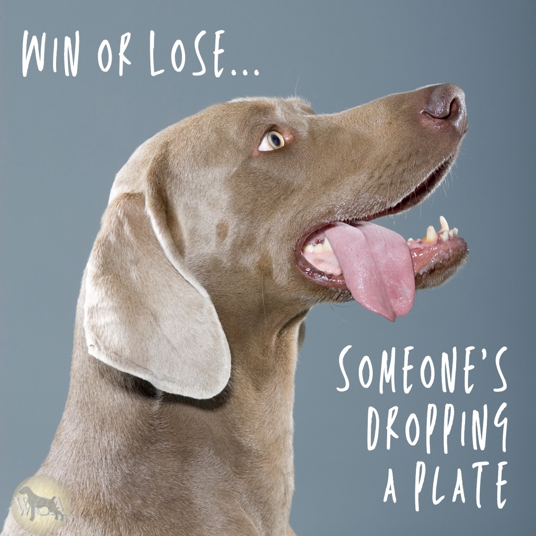WeimClubAmerica's tweet photo. They'll be watching all of our plates tonight - let's make sure we keep them safe! https://t.co/3d57rSnaxH

#superbowlsunday #weimaraner #petsafety https://t.co/VmaqgbBfg3