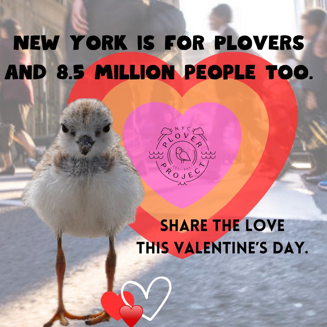 NycPlover's tweet photo. Share some love, speak up for NYC’s endangered species. Take action at the link in bio. #protectheplovers https://t.co/1d7NIjT8CW