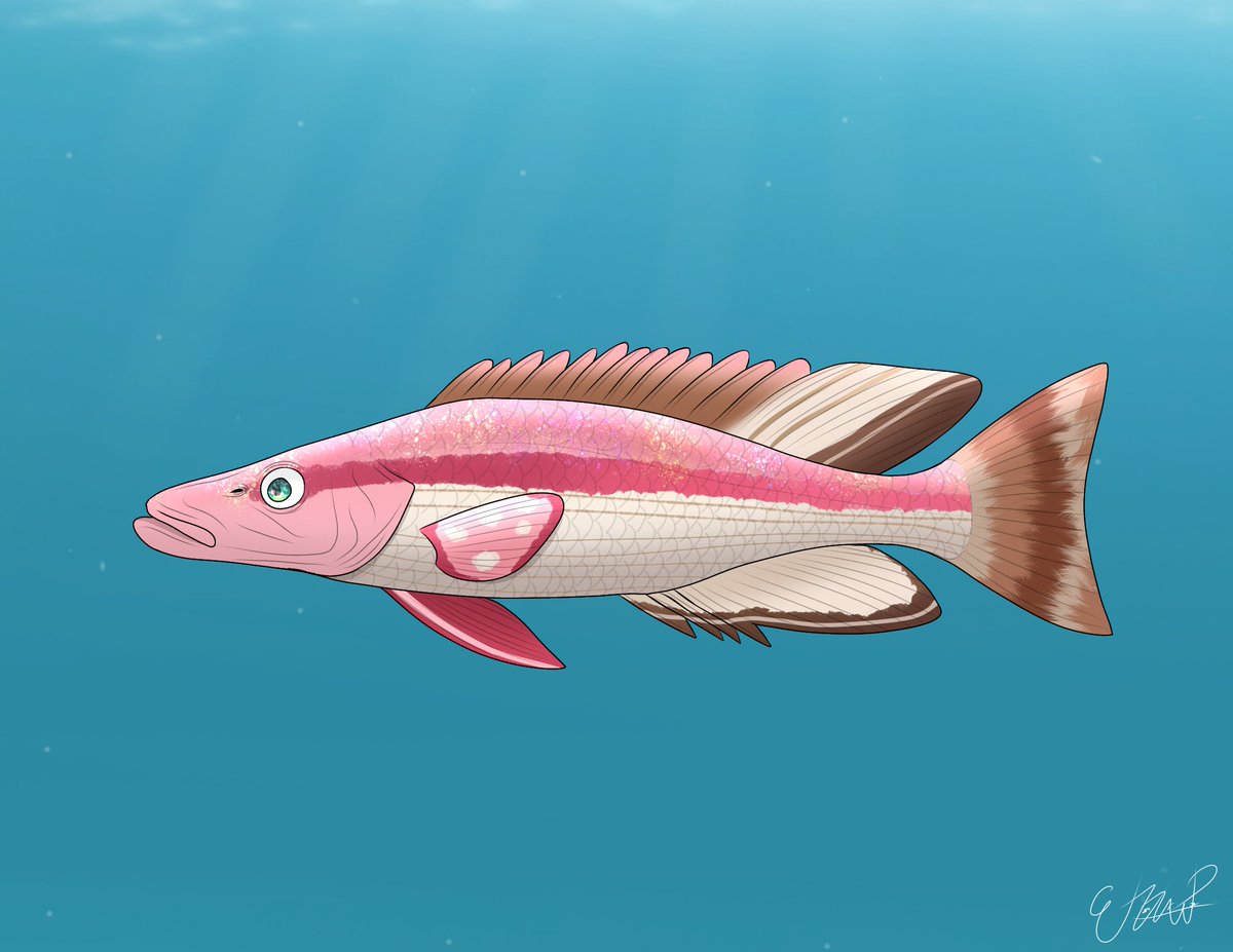 Cichlid Risu
Based on Malawi eyebiter (Dimidiochromis compressiceps)
#iRISUtration