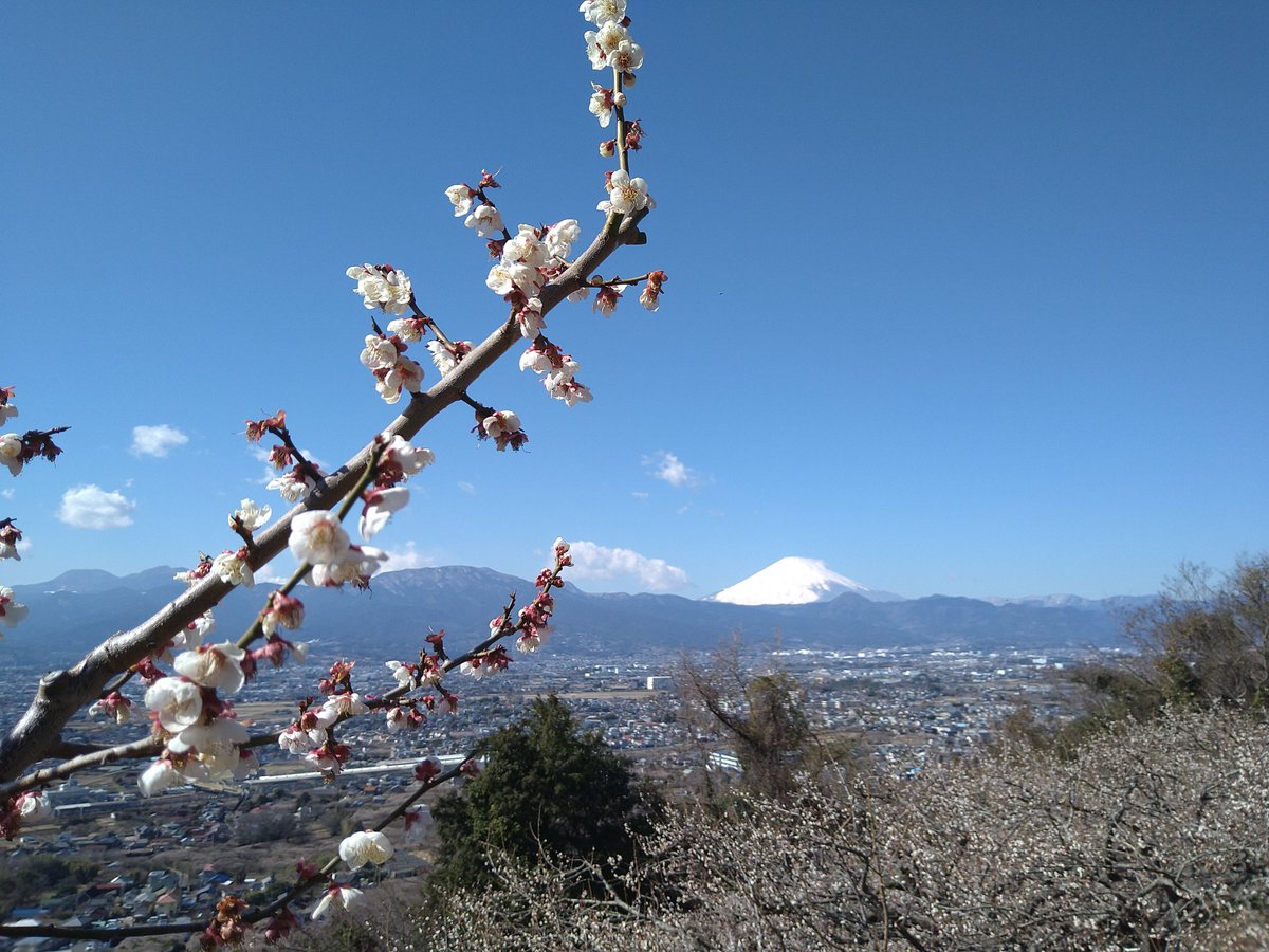 「曽我の梅まつりに来てみました超いい天気ですね!梅もなかなか見頃で良い感じです 」|るくのイラスト