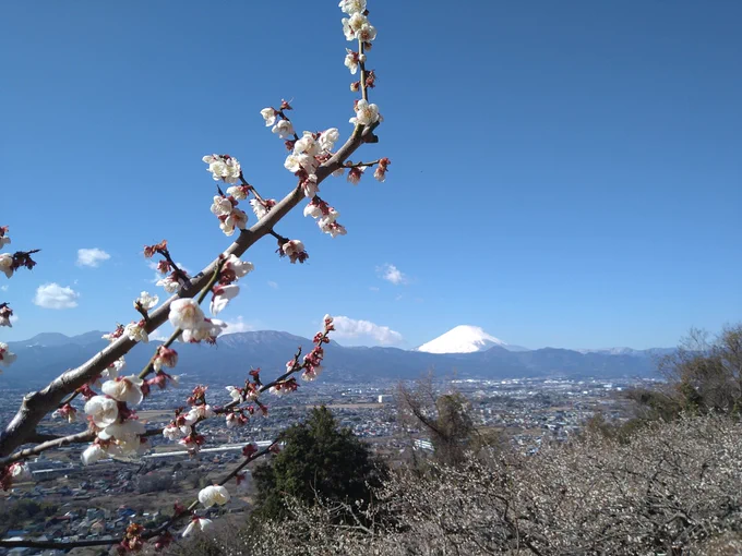 曽我の梅まつりに来てみました超いい天気ですね!梅もなかなか見頃で良い感じです 