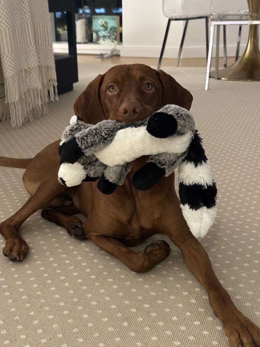 Dana Perino tweet media