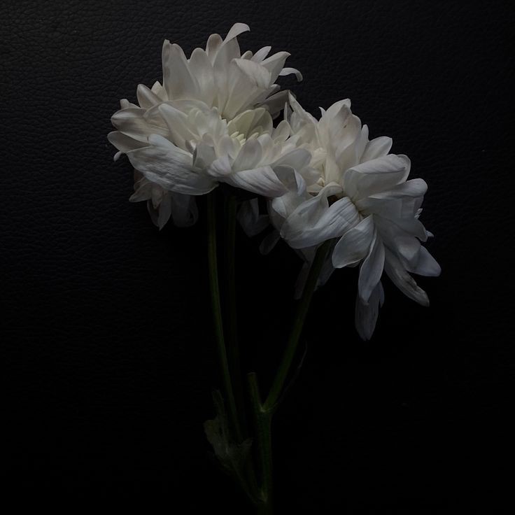 ㅤ ㅤ
           นกในกรงทองอยากจะหัดบินเหรอ? เห็นแบบนั้นก็อดรู้สึกสนุกไม่ได้ ลองดูสิ ข้าก็อยากจะรู้เหมือนกันว่าเจ้าจะไปได้ไกลแค่ไหน จะตกลงมาเพราะปีกหักก่อนหรือเปล่า
           ฮ่า
           คิดถึงจริง ๆ
ㅤㅤ