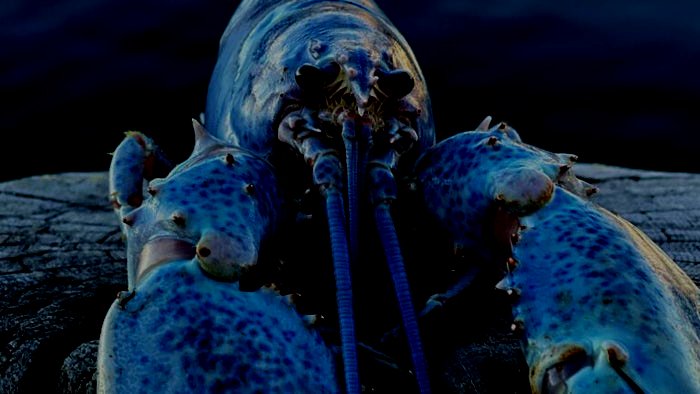 KetsuScience's tweet image. Joel.⠀

sleep time. honk shoo honk shoo.