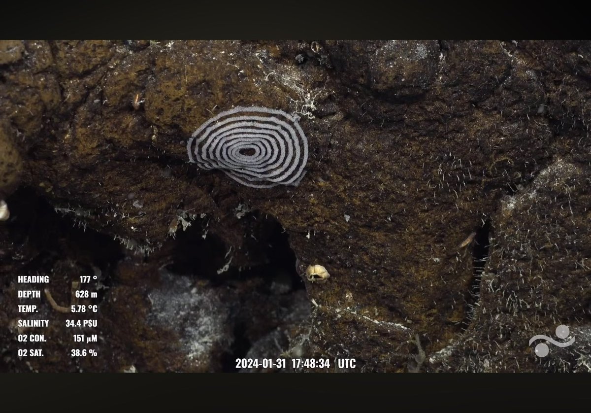 leapinlemurs83's tweet photo. Dive 645. What appears to be a nudibranch egg spiral, a polychelid homeryon asper, a primnoid coral loaded with ophiuroid brittle stars, and a flytrap anemone in a perfect hole in the rock wall. Solito Seamount off coast of Chile @SchmidtOcean #SEPacificSeamounts https://t.co/kA9hJWLr9W