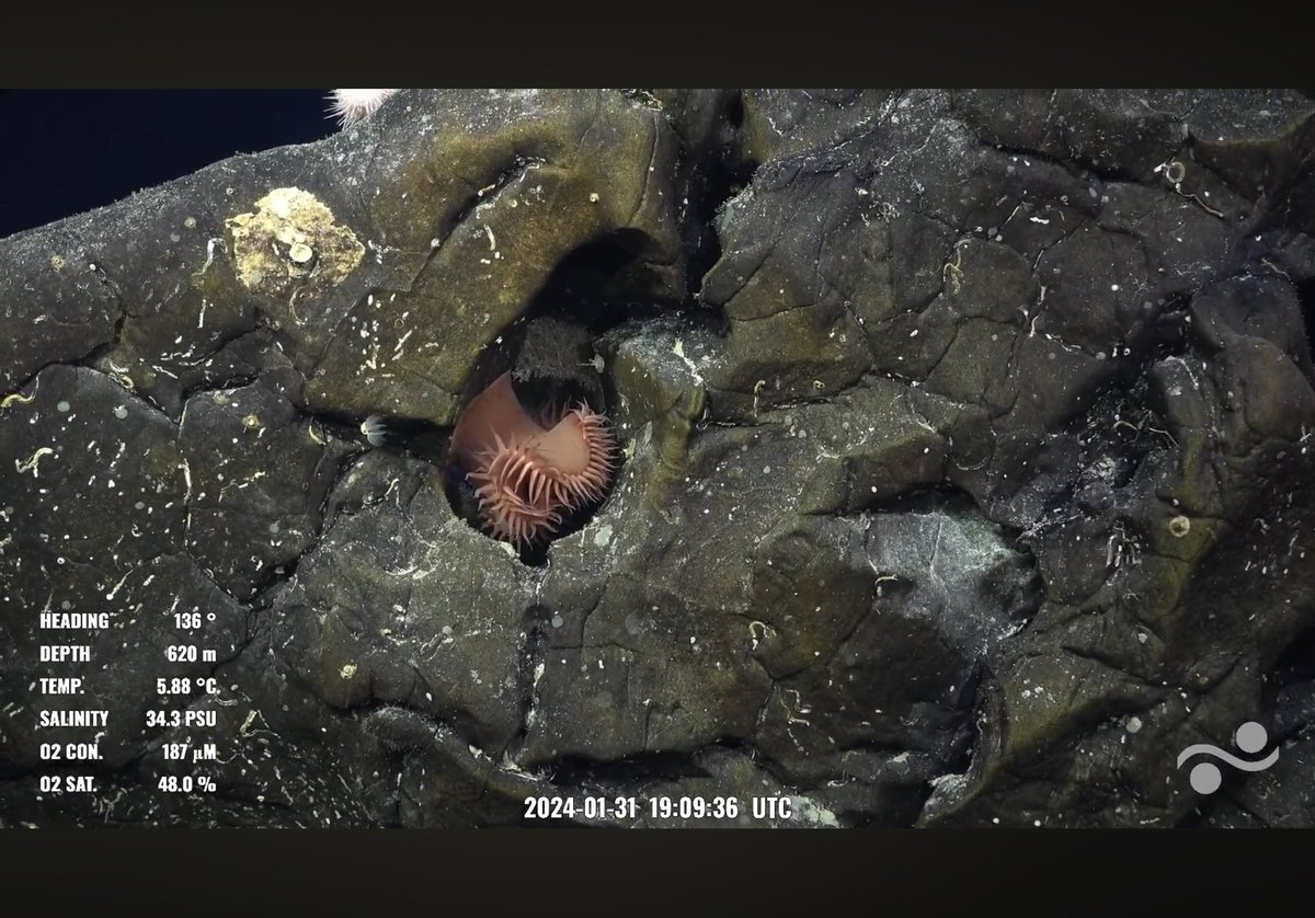 Dive 645. What appears to be a nudibranch egg spiral, a polychelid homeryon asper, a primnoid coral loaded with ophiuroid brittle stars, and a flytrap anemone in a perfect hole in the rock wall. Solito Seamount off coast of Chile <a href="/SchmidtOcean/">Schmidt Ocean</a> #SEPacificSeamounts