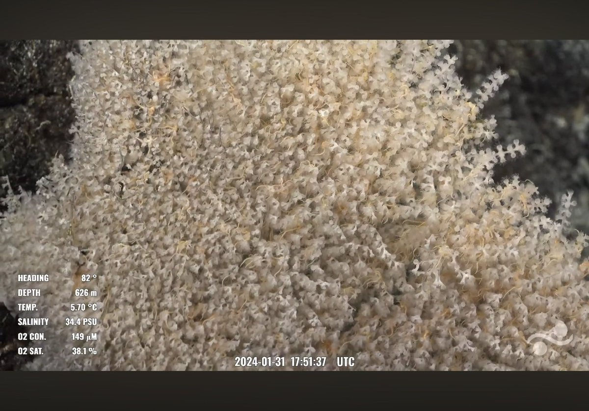leapinlemurs83's tweet photo. Dive 645. What appears to be a nudibranch egg spiral, a polychelid homeryon asper, a primnoid coral loaded with ophiuroid brittle stars, and a flytrap anemone in a perfect hole in the rock wall. Solito Seamount off coast of Chile @SchmidtOcean #SEPacificSeamounts https://t.co/kA9hJWLr9W