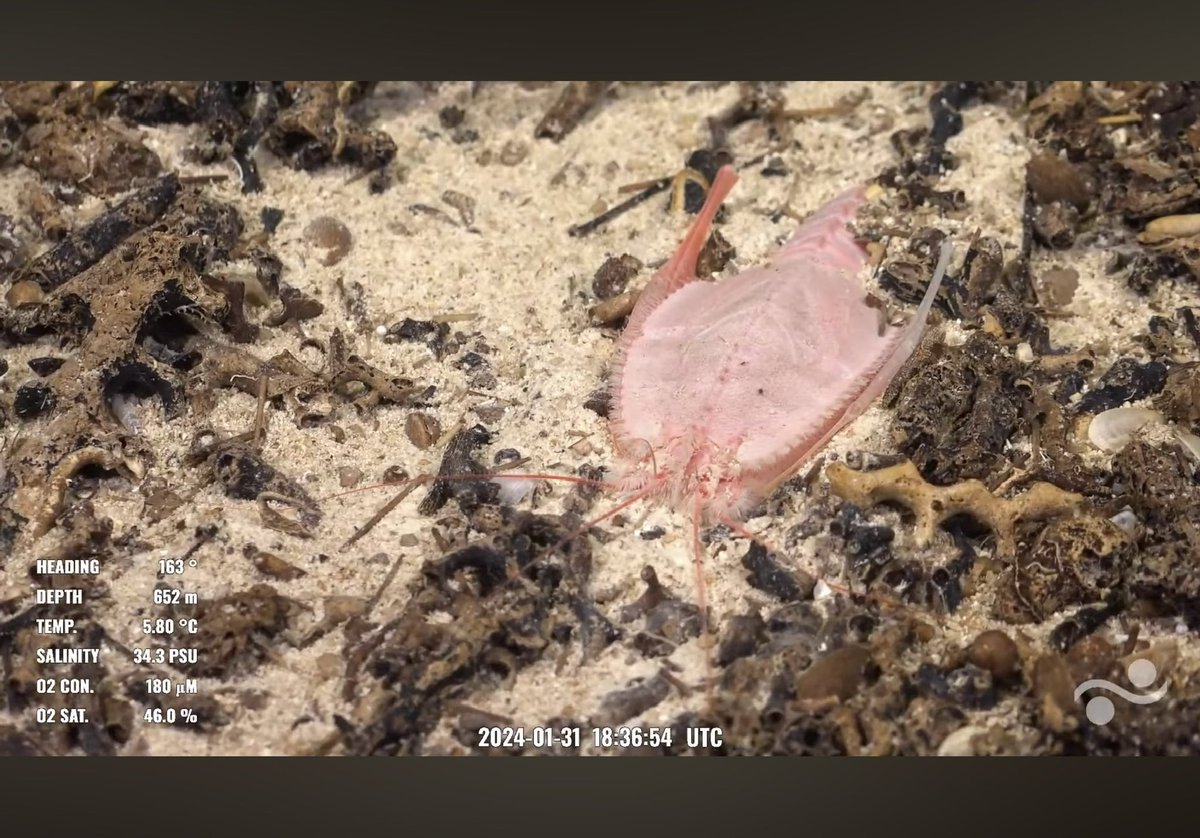 leapinlemurs83's tweet photo. Dive 645. What appears to be a nudibranch egg spiral, a polychelid homeryon asper, a primnoid coral loaded with ophiuroid brittle stars, and a flytrap anemone in a perfect hole in the rock wall. Solito Seamount off coast of Chile @SchmidtOcean #SEPacificSeamounts https://t.co/kA9hJWLr9W
