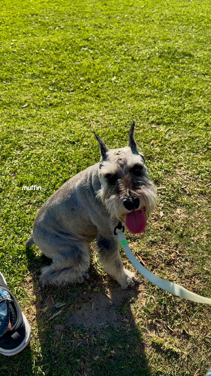 muffinjai's tweet photo. Lunar New Year lucky walk π§§βΊοΈ Good luck in Year of Dragon π #SantaMonica #LosAngeles #SoCal πΊπΈπΆπΎ #DogsOfSantaMonica #DogsOfLosAngeles #DogsOfLA #DogsOfSoCal #DogsOfCalifornia #TravelDog #MiniatureSchnauzer #Schnauzer https://t.co/YXDDAYwRSU