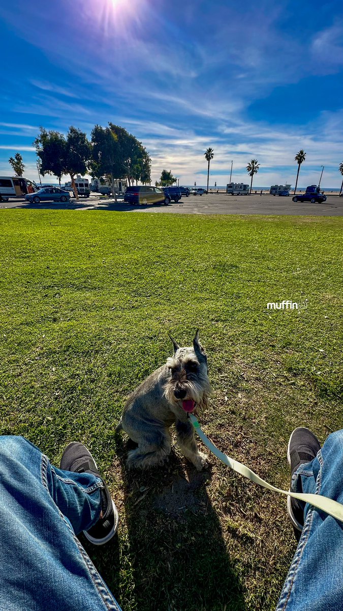 muffinjai's tweet photo. Lunar New Year lucky walk π§§βΊοΈ Good luck in Year of Dragon π #SantaMonica #LosAngeles #SoCal πΊπΈπΆπΎ #DogsOfSantaMonica #DogsOfLosAngeles #DogsOfLA #DogsOfSoCal #DogsOfCalifornia #TravelDog #MiniatureSchnauzer #Schnauzer https://t.co/YXDDAYwRSU