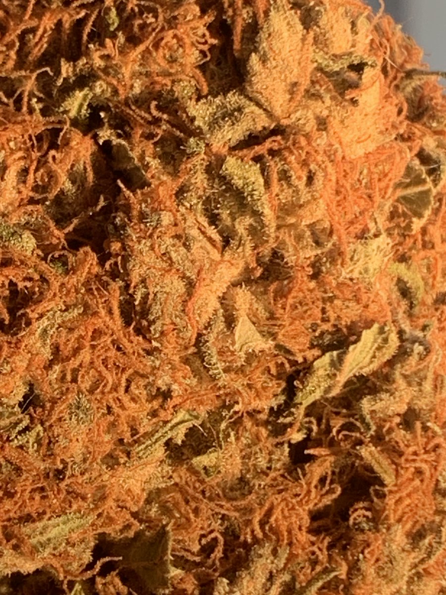 Loupey Gardener tweet media