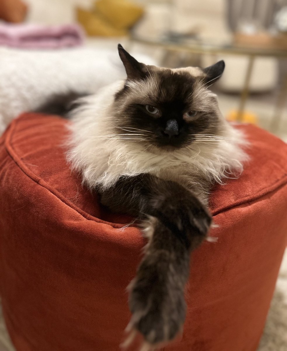 BaileyRagdoll_'s tweet photo. What’s this Superb Bowl I hear everyone talking about? Does it have food in it? I hope it’s chicken. https://t.co/5lVhHaXzmq