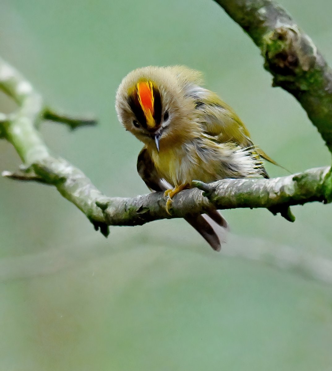 CarlBovisNature's tweet photo. This is why the Goldcrest is called the Goldcrest! 😍
 Taken last weekend at RSPB Greylake in Somerset.
#TwitterNatureCommunity 🐦 https://t.co/UuGthoeMA2