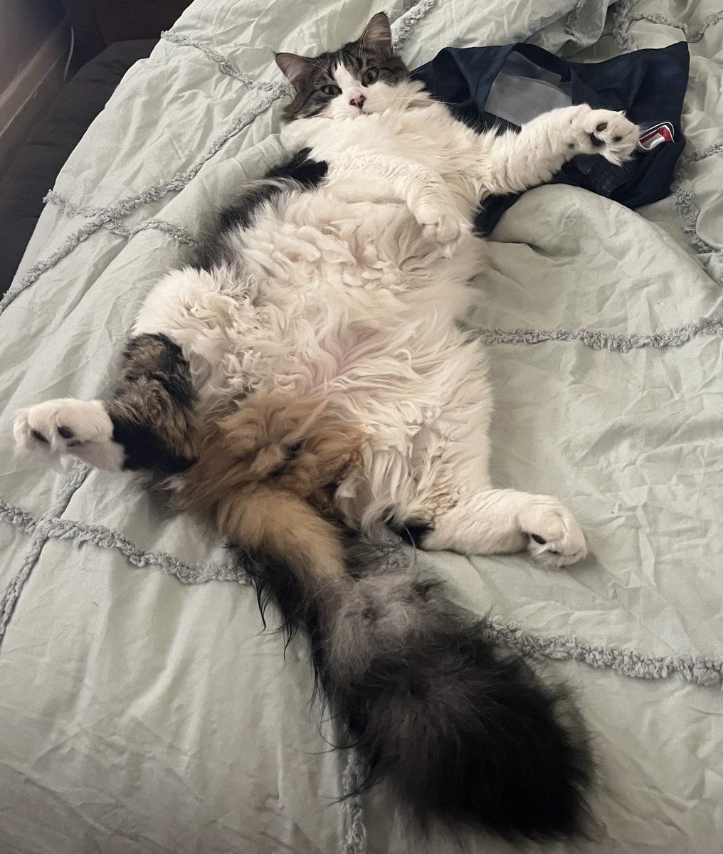 Wendy Wilkinson 🙀🐱🐈🦘 tweet media