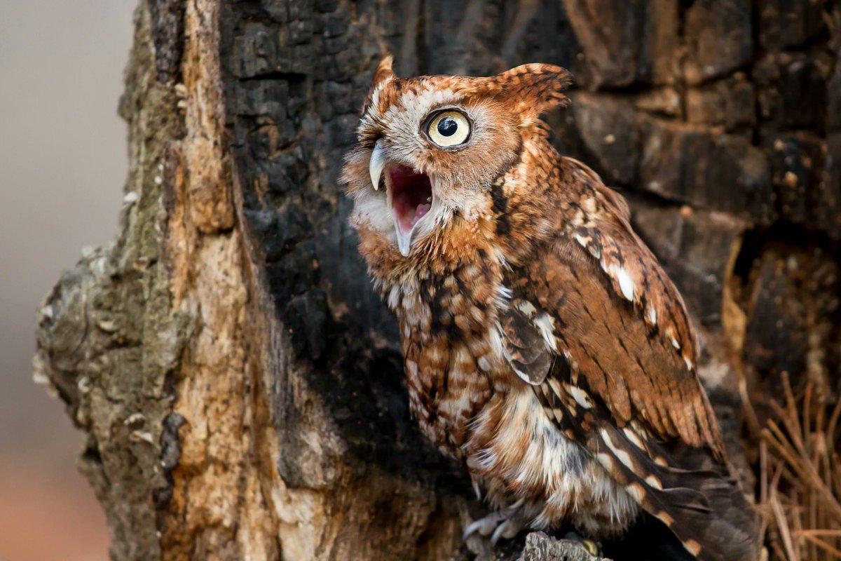 Go_Outside_Now's tweet photo. While best known for their distinctive call, the Eastern Screech-Owl (Megascops asio) also has supremely impressive camouflage.  They are known to eat songbirds, who will gather to mob encroaching owls to scare them off or loudly call to scare away the owl's potential prey. https://t.co/7mhpASldAf