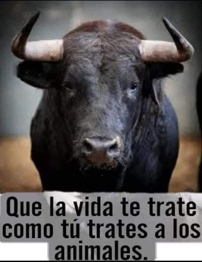 Leteo77's tweet photo. @QuePocaMadre_Mx Jajjajajajjajajajajjaja que bello... olé por el toro https://t.co/yMsbBFp0IJ