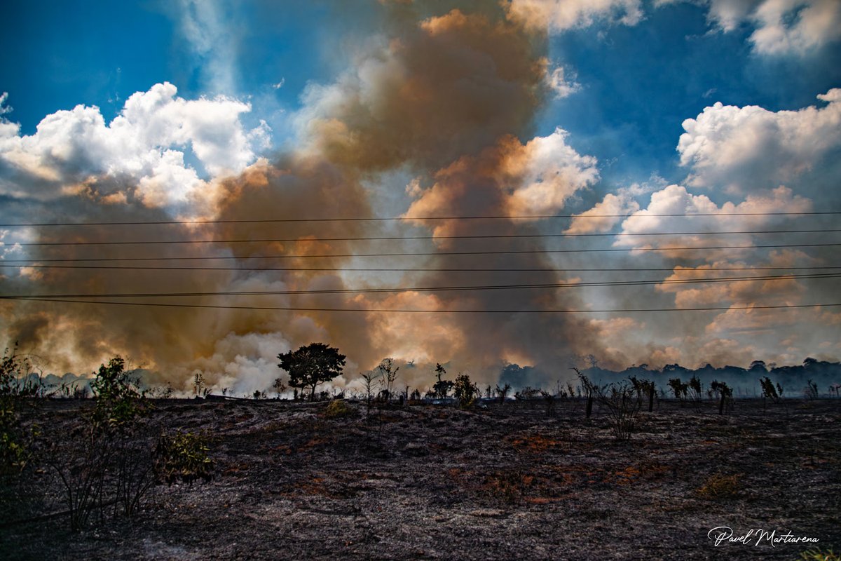📷 El calor que sentimos en las ciudades, son los árboles que le faltan a la amazonía.
Con la modificatoria de la Ley Forestal, se dará carta libre a la deforestación de la amazonía de manera más intensa.
#DerogatoriaAhora
#NoALaLeyAntiforestal
#SinBosquesNoHayFuturo