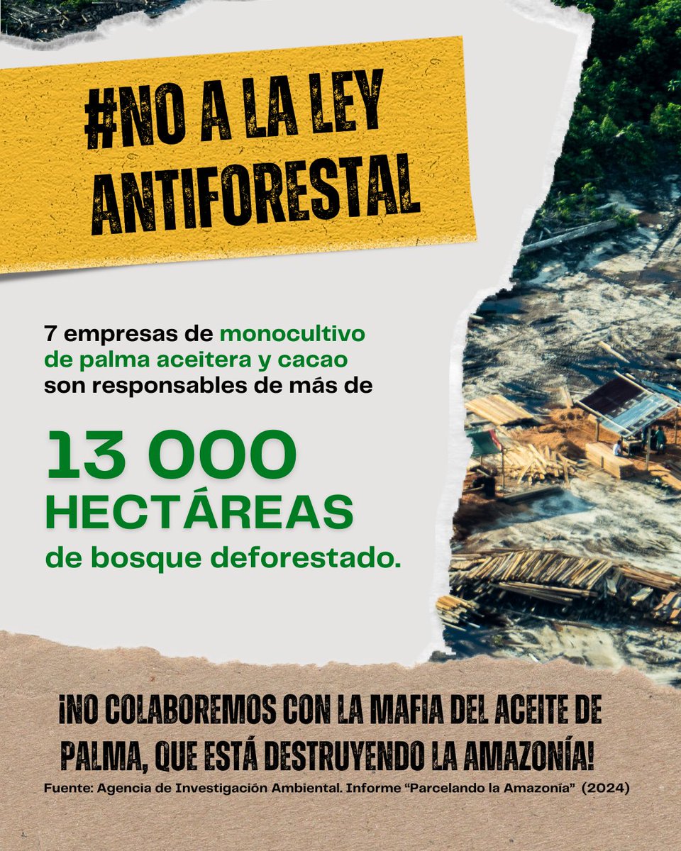 jpccperu's tweet photo. La modificación de la ley forestal permite que la mafia del aceite de palma opere con impunidad. ¡Exijamos justicia y transparencia! Le decimos #NoALaLeyAntiforestal y exigimos #DerogatoriaAhora #SinBosquesNoHayFuturo
@elcomercio_peru
@ojo_publico
@larepublica_pe https://t.co/Sfm9MDxAzW