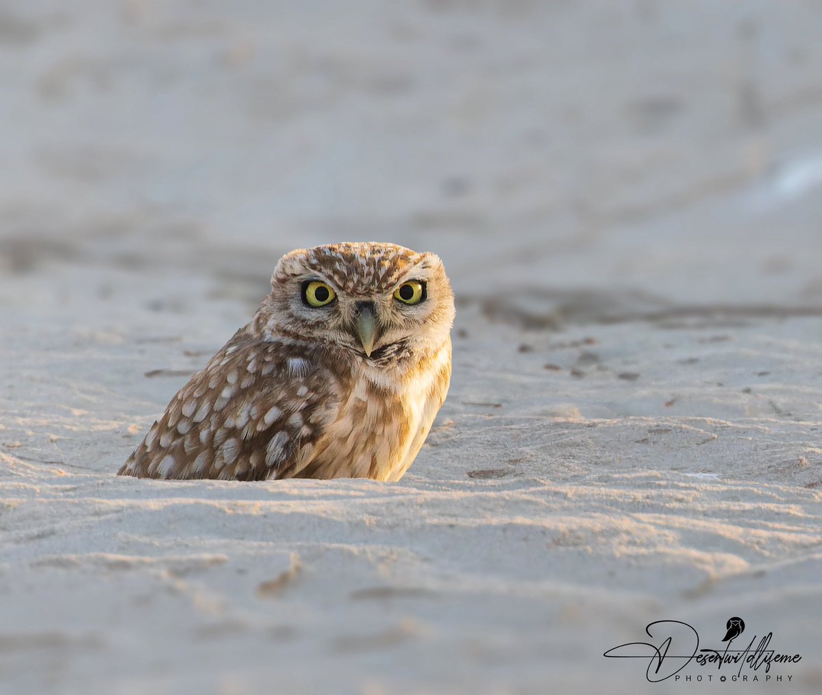 Desertwildlifem's tweet photo. ‘This is my happy face’ the look you get when a Littlr Owl is not impressed that it’s been found out in the UAE desert
#owl #owls #wildlifeowl #owlphotography #owlphotography #judgyowls #owlsmakemesmile #owl #tinyowl #birdsofafeather #owlspirit #cuteowl #owlsa #owleyes #owlface #owltheme #instaowls #littleowls #strixvaria #owldecor #borealowl #owlyouneedislove #owloween #owlsofinstagram #Owloween #owlphoto #owlphotos