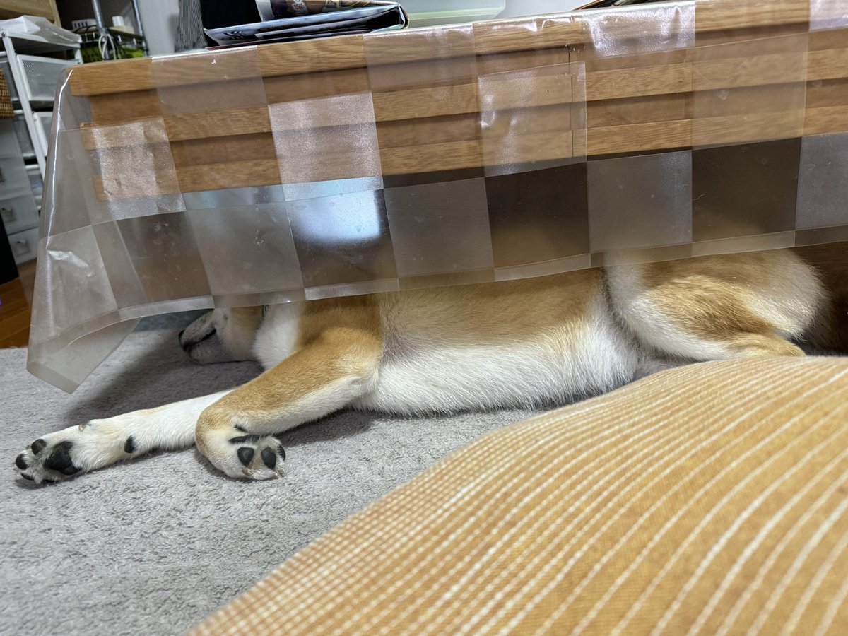 melongunma's tweet photo. なぜそんなところが好きなのか？
#柴犬 #お昼寝ぐんま #すみっこぐらしば https://t.co/MVnNInzn4s