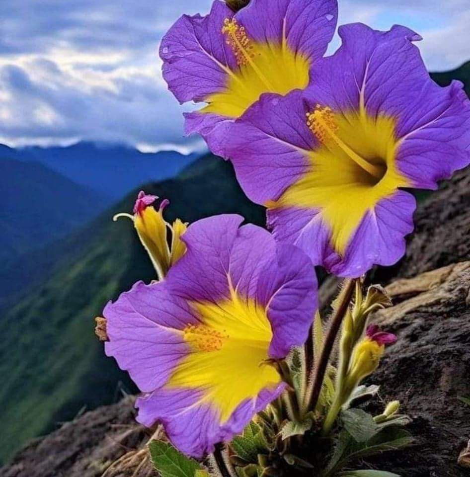 amiltonbr's tweet photo. Mensagem de Deus para Seus filhos 

A percepção do amor de Deus opera a renúncia do egoísmo. Ao chamarmos Deus nosso Pai, reconhecemos todos os Seus filhos como irmãos. Somos todos parte da grande teia da humanidade, todos membros de uma só família (EXA 38.4). Pense nisso! https://t.co/okV4D6Dw28