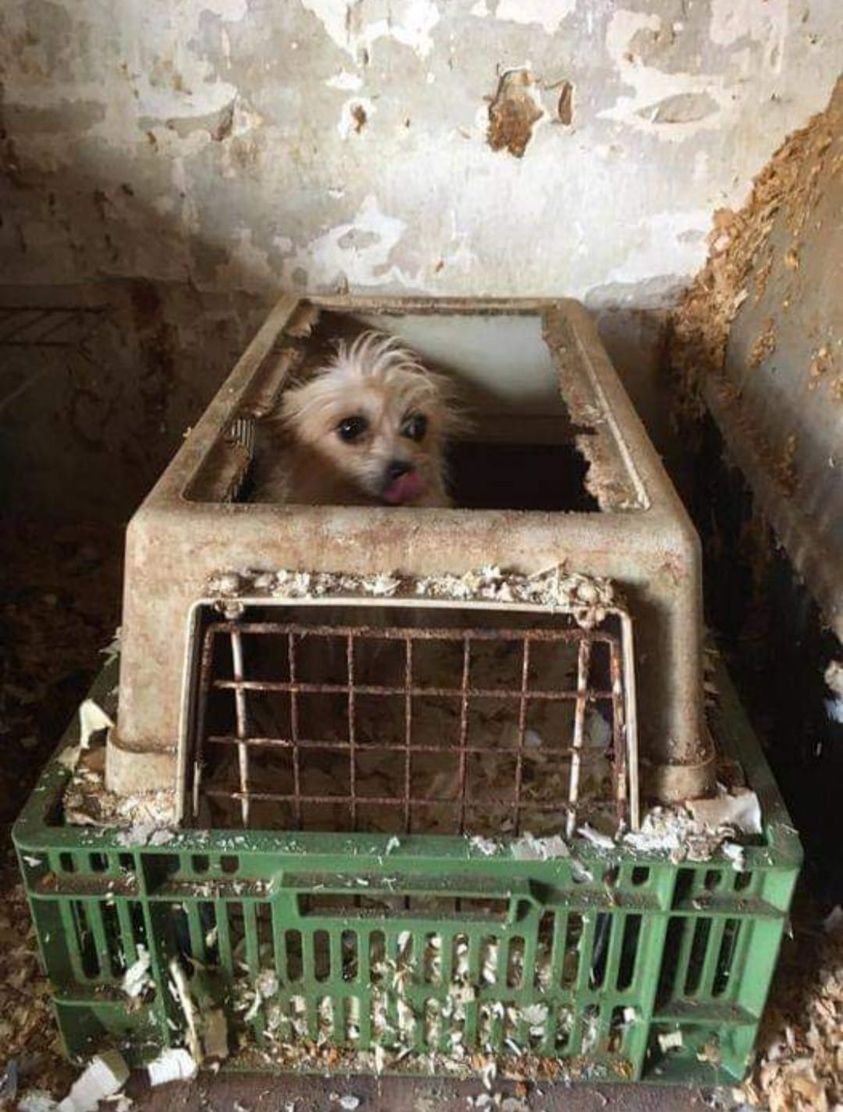 OlharAnimal's tweet image. Esta é a mãe dos filhotes que estão à venda! NÃO COMPRE, ADOTE!