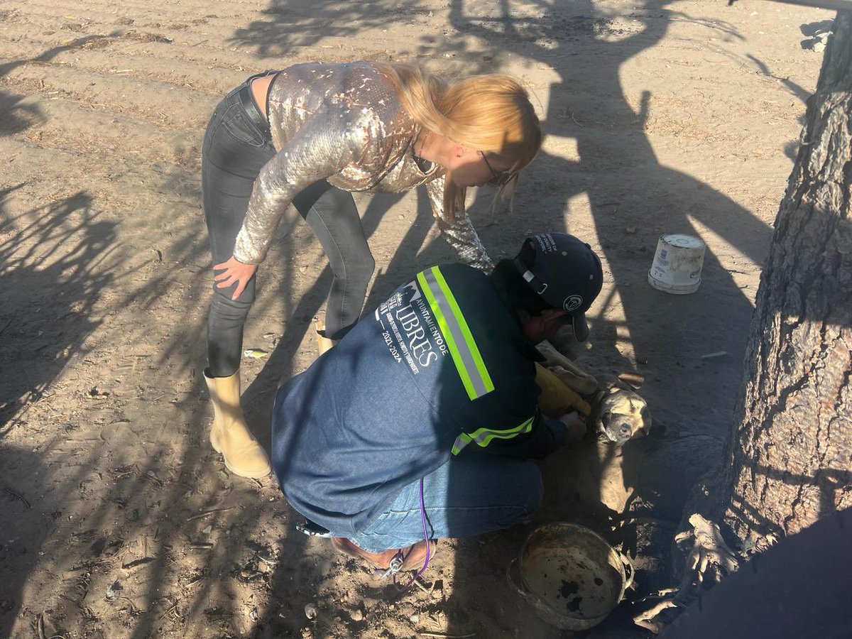 HonorableLibres's tweet photo. SE ACTIVA PROTOCOLO DEL CENTRO DE ATENCIÓN CANINA DE LIBRES
Atendimos de manera conjunta entre la @AmbienteGobPu, el @IBAGobPue y el Ayuntamiento, un reporte ciudadano de un 🐕 en situación de maltrato. (🧵)
#GobiernoDePuertasAbiertas
#HonestoYTransparente https://t.co/Ts06LFOjbr