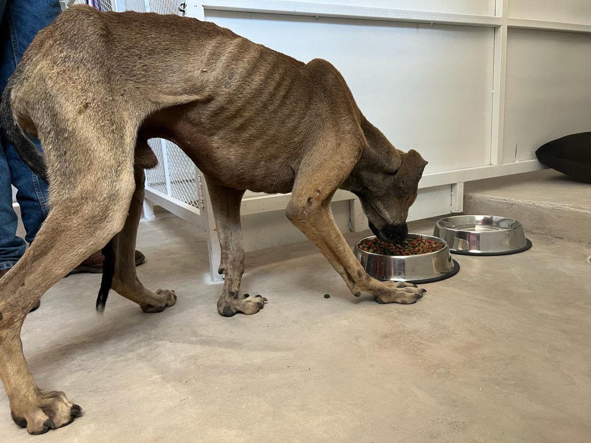 HonorableLibres's tweet photo. SE ACTIVA PROTOCOLO DEL CENTRO DE ATENCIÓN CANINA DE LIBRES
Atendimos de manera conjunta entre la @AmbienteGobPu, el @IBAGobPue y el Ayuntamiento, un reporte ciudadano de un 🐕 en situación de maltrato. (🧵)
#GobiernoDePuertasAbiertas
#HonestoYTransparente https://t.co/Ts06LFOjbr