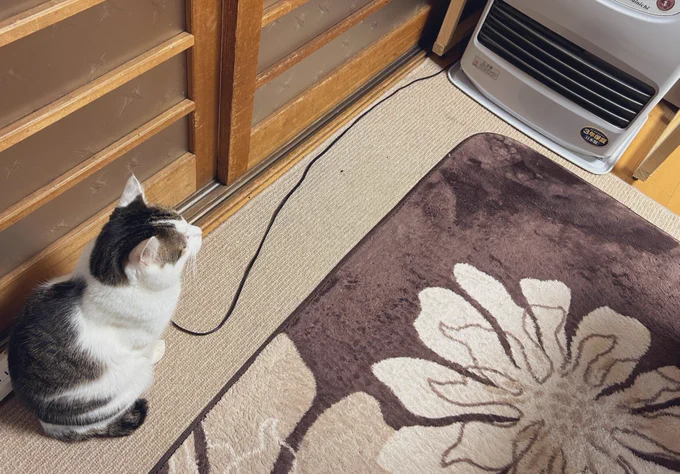 ストーブの電源の上に座り切ってしまい暖かくない…なぜ???という顔のこてつ 