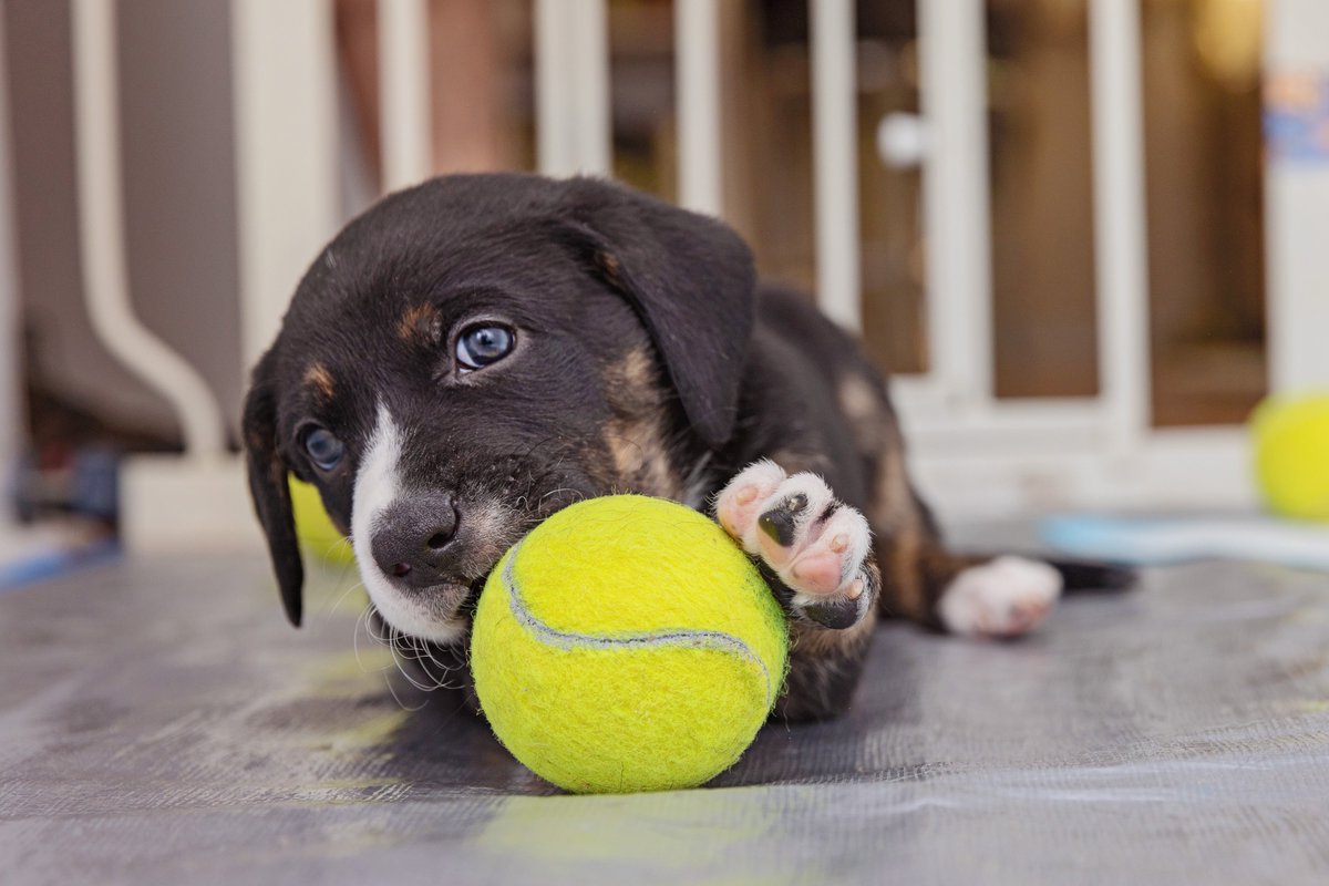 bestfriends's tweet photo. .@Schwarzenegger agrees - you gotta #SaveThemAll!
@StateFarm #StateFarmCommercial #SBLVIII ^ac https://t.co/wenQ7E3mZ2