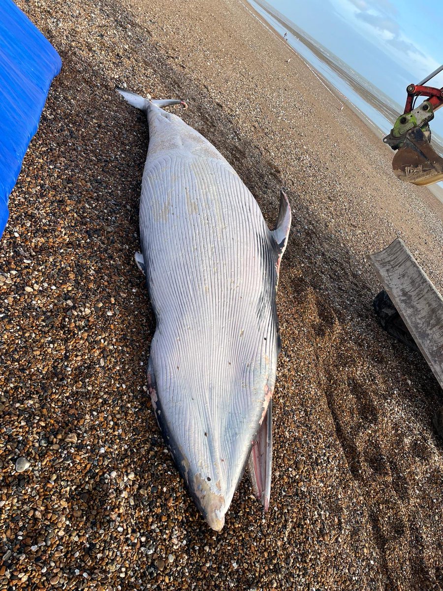 This young minke whale was found dead stranded at Littlehampton, West Sussex last Friday. Hoping to conduct #CSIOfTheSea examination tomorrow with my CSIP colleague @simon11235, more to follow. Many thanks to our friends at @ArunDistrict for their help!