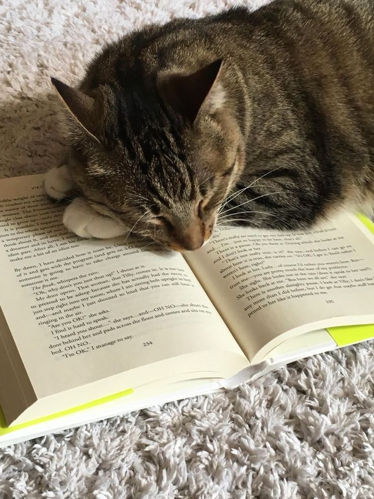 iforallmen's tweet photo. nós pais de pet que lidamos com o ciúmes que eles tem dos estudos https://t.co/UcFcYx7OPX
