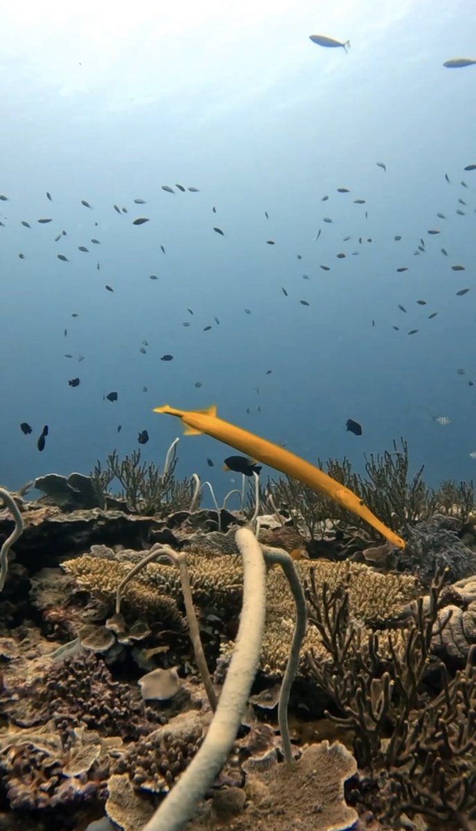 Had a fantastic time at <a href="/OneTreeIslandRS/">One Tree Island Research Station</a> undertaking fish and benthic surveys for <a href="/ed_kingsford/">Mike Kingsford</a>’s long term monitoring of OTI, plus COTs expeditions with the Byrne Lab 🪸🐠⭐️

<a href="/jcu/">James Cook Uni</a> <a href="/Sydney_Uni/">University of Sydney</a>