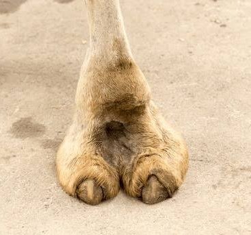 FlyPesoo's tweet photo. Fun facts about camel toe 

#af https://t.co/YztapRtD9P