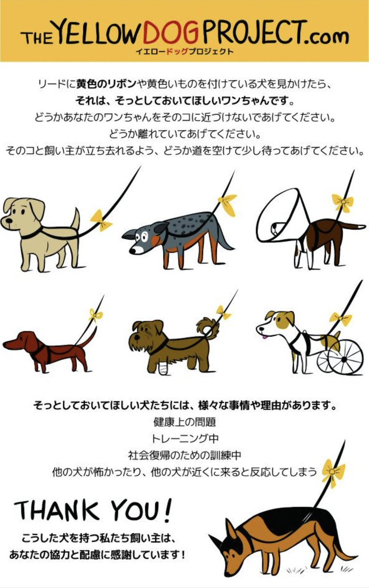 tintinpapa1's tweet photo. 『イエロードッグプロジェクト』ってご存じですか？

日本ではまだあまり知られていませんが、
黄色いリボンをリードにつけているわんこさんは、
そっとしておいてくださいという意味です。

「犬を近づけないで！」だけでなく、
人にも「触りにこないで！」という意味があります。

このプロジェクト、
日本でも是非もっと多くの方々に知って欲しい...🙏

あなたはご存知でも知らない方々のために
拡散していただけないでしょうか？🙏

詳しくは青文字のリンク先をタップ↓
https://t.co/LhzXqhoFLy