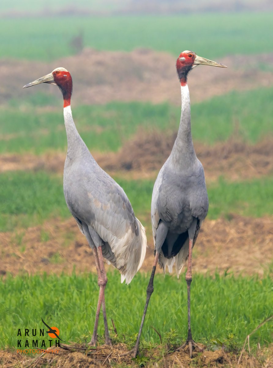 Arun Kamath🕊 tweet media