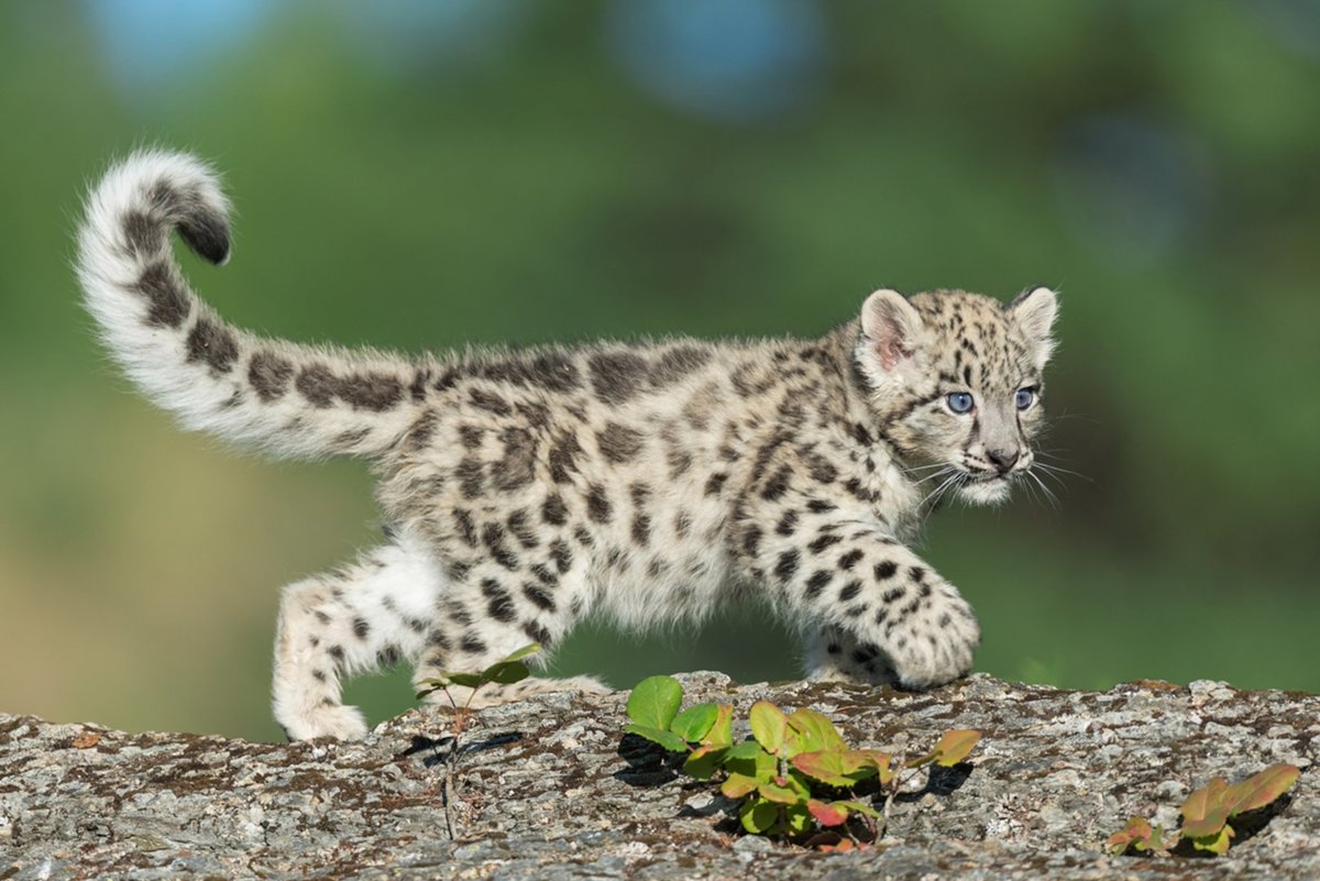 Good news, honey bees! 🐝 We adopted a snow leopard cub today. @/snowleopards has some great, non-profit conservation efforts in place. I named it Riley. They'll send me a picture of Riley in the mail. The one below is courtesy of Google. #conservation #cats