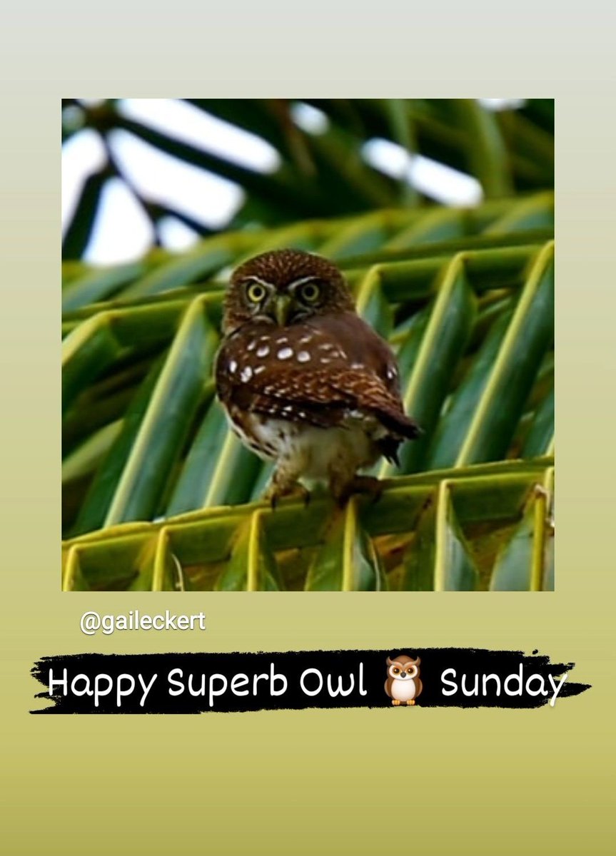 #SuperbOwl

🦉

#pygmyowl #ferruginouspygmyowl