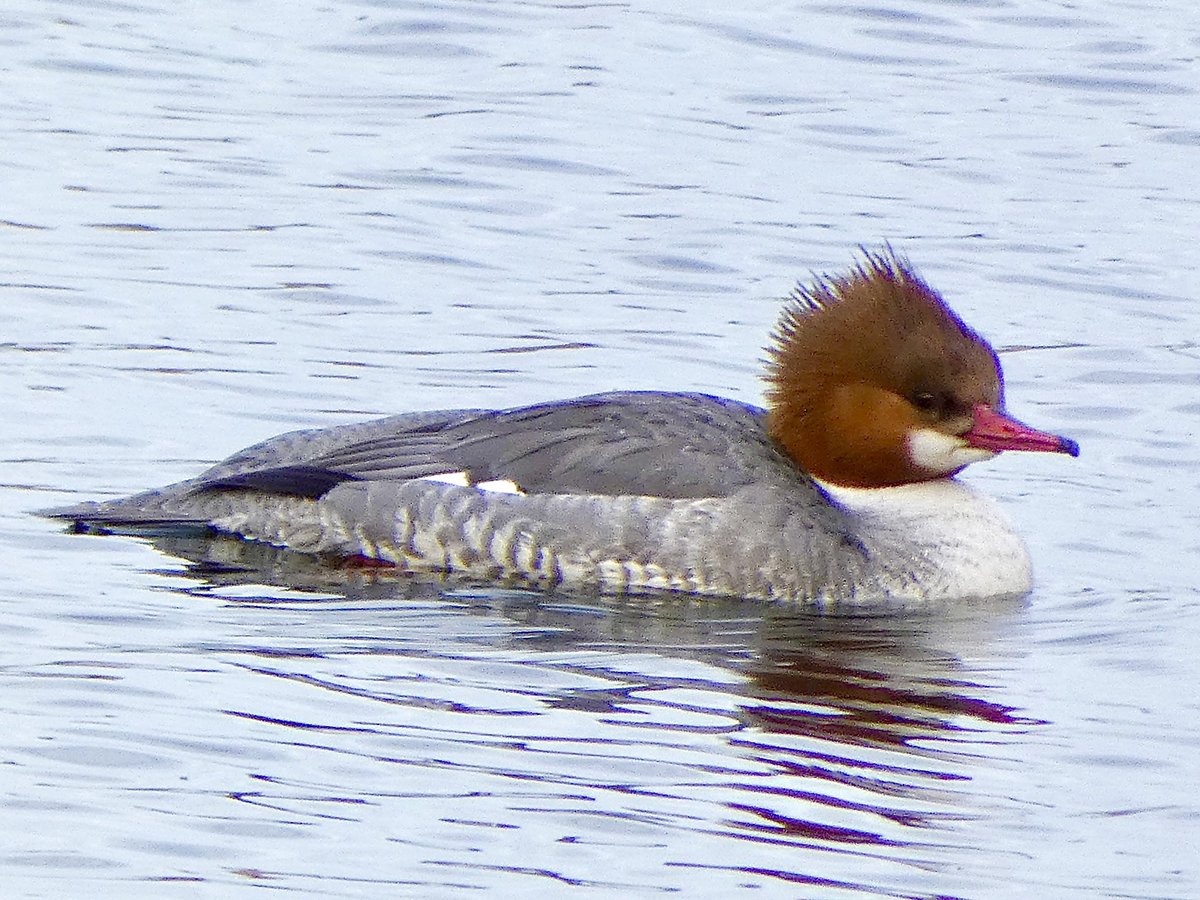 A treat on this cloudy Sunday to find a female Common Merganser at <a href="/CentralParkNYC/">Central Park</a> Reservoir

#birdcpp #birdphotography #ducks