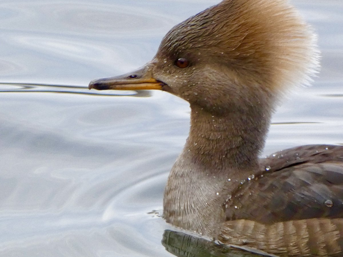 A very regal-looking female Hooded Merganser at <a href="/CentralParkNYC/">Central Park</a> Reservoir today

#birdcpp #birdphotography #ducks