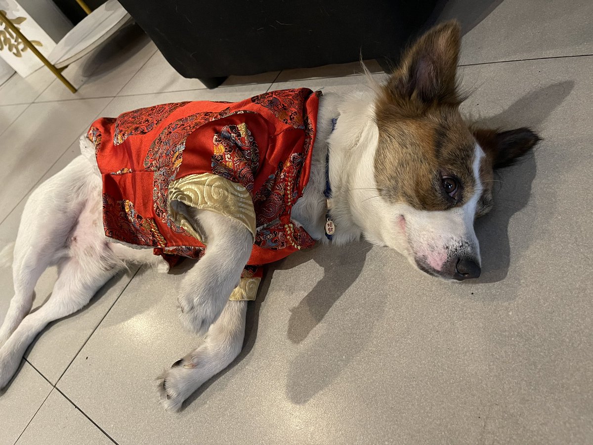 yukinko17271250's tweet image. マニラで台湾のルーウェイ が食べられる！
ということで、+EVさんに行ってきました。めっちゃ美味しかったです。今回はミルクティー飲まなかったんですけど、次回は飲んでみたいと思います。人懐っこい犬がいて、とても可愛かったです！
#Philippines #plusEV