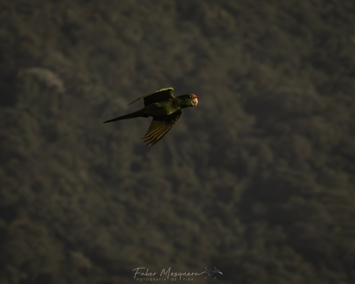 Fabermosquera's tweet photo. Queriendo darle la frente al atardecer ! #bestbirdshots
#nuts_about_wildlife
#animalelite
#your_best_birds
#birds_capture
#best_birding_japan
#total_birds
#explore_wildlife
#ip_birds
#bestbirdpics
#featured_wildlife
#best_birds_photography
#1birdshotw https://t.co/zMFjqIlY33