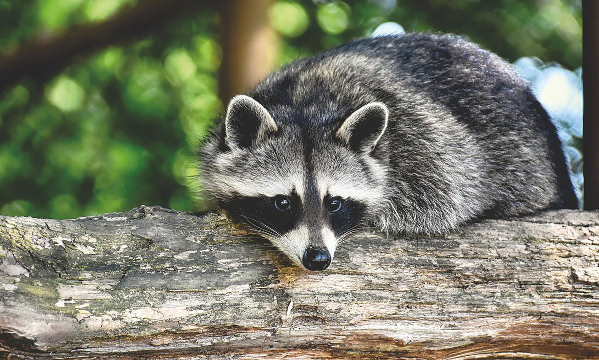 Corpoepa's tweet photo. 🐾 Los mapaches tienen sonidos complejos que se llaman vocalizaciones. Se han definido más de 50 tipos de ellas, entre las que se encuentran: gruñidos, susurros, alaridos y silbidos. Cada uno tiene una función en su comunicación con otros mapaches 🦝 https://t.co/u2yaFvpsw0