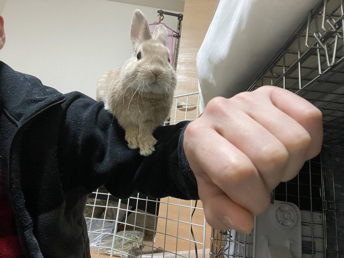 ak25211509's tweet photo. ここが好き🐰
掃除できない…🤷‍♂️
#うさぎのいる生活 
#うさぎ好きさんと繋がりたい 
#ネザーランドドワーフ https://t.co/jnCQK78I6M