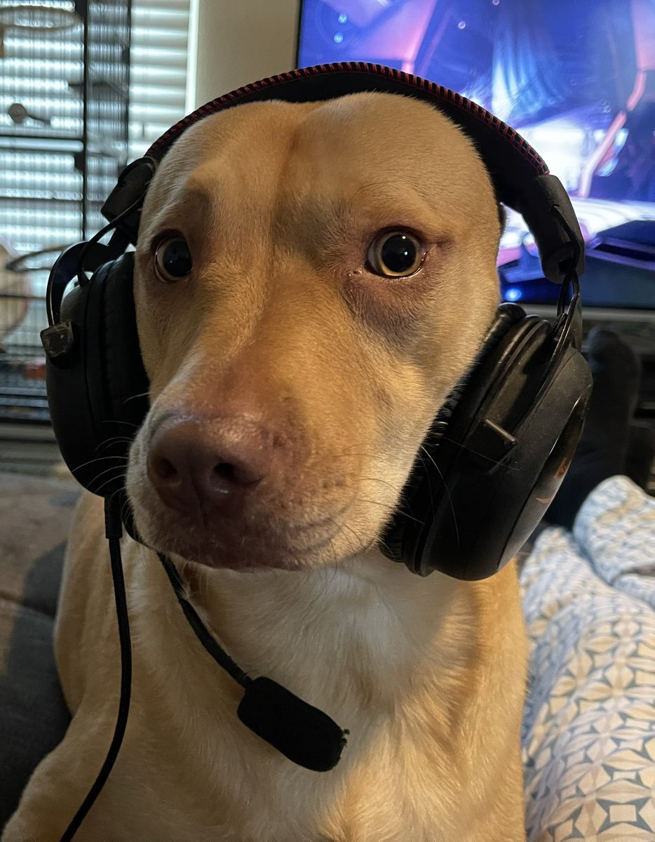 SteveWithGoats's tweet photo. @HaeSicks This is my best friend. And yes… you can pet her. 😂 https://t.co/8puH1TQdQl