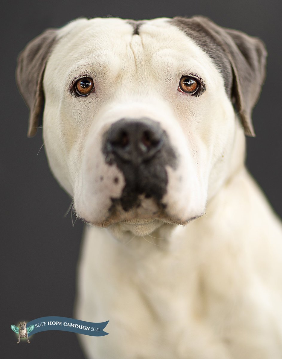 Stand Up For Pits Foundation, Inc tweet media