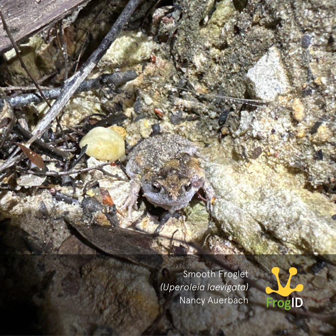 Meet the Smooth Toadlet (Uperoleia laevigata). This small frog, reaching up to 3 cm, may be elusive, but not for Nancy who spotted it in NSW while recording its call with FrogID. Found along the east coast, this species breeds and calls after rain throughout the year. 🌧️