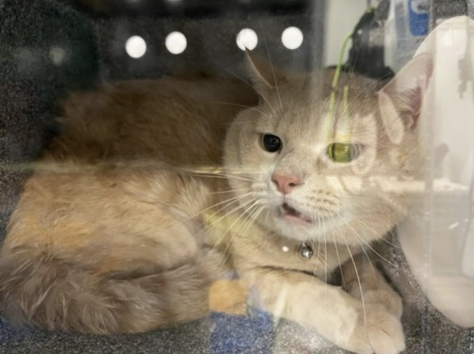 PeterAskin1's tweet photo. Twitter anipals we must always heed
a senior boy of the ginger kind & in great need!
Owner moved & "forgot" & Morris left behind
& might you adopt if you're so very kind!
Now on the dreaded *EPL so the need is great
& may we pledge before it's way too late! 🙏
VERY URGENT!
https://t.co/flLW3N5eGn