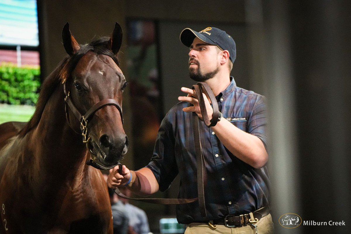 Knowing the family all too well, having trained close relation & $1.5m earner Testashadow, @GaryPortelli goes to $140,000 @inglis_sales Classic sale to secure Lot 384, the son of @DarleyAus' G1W Microphone out of Lonhro mare Just Meille from the family of @widdenstud's Zoustar.